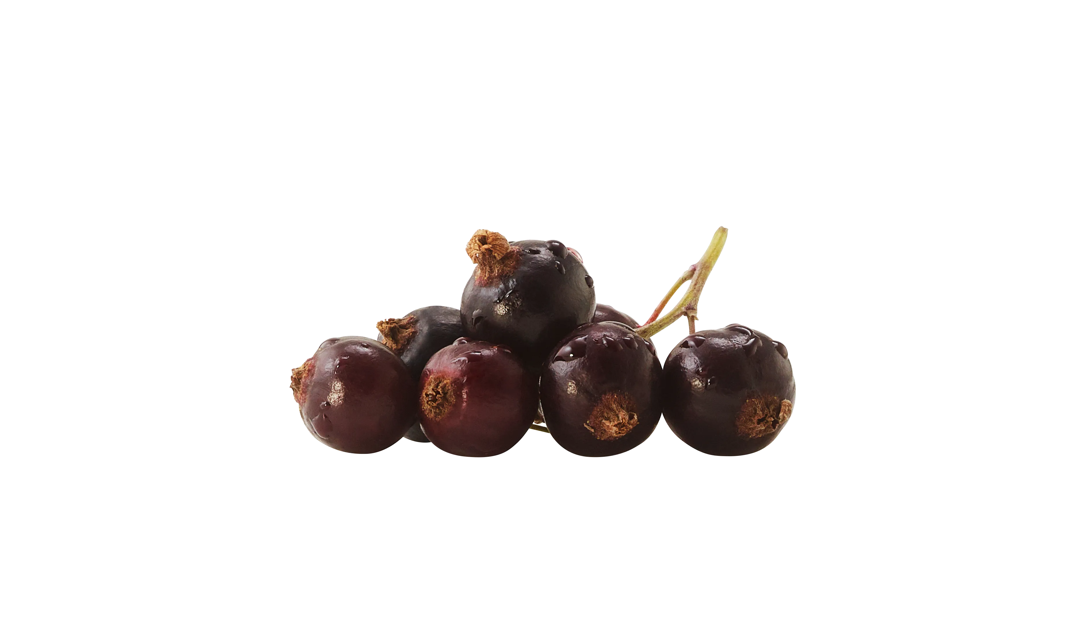 blackcurrents