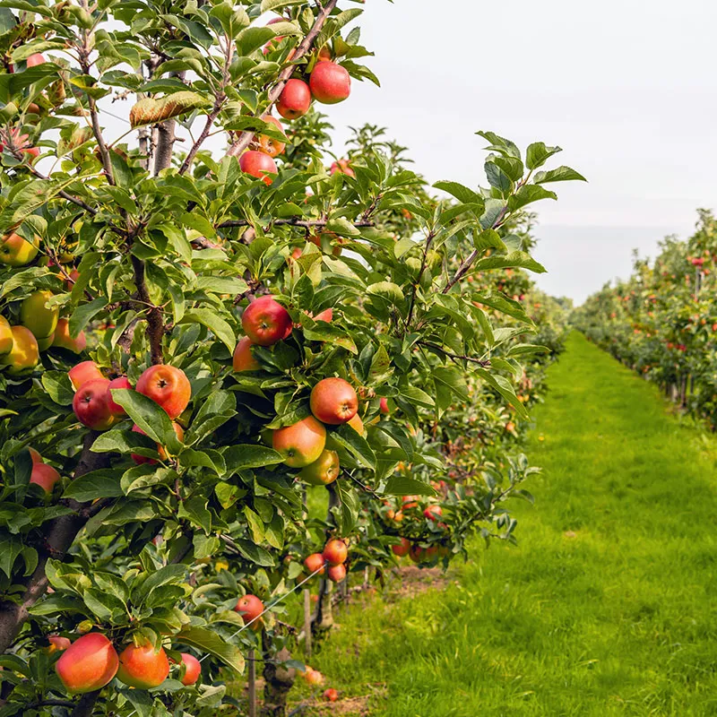 image of apples in a garden